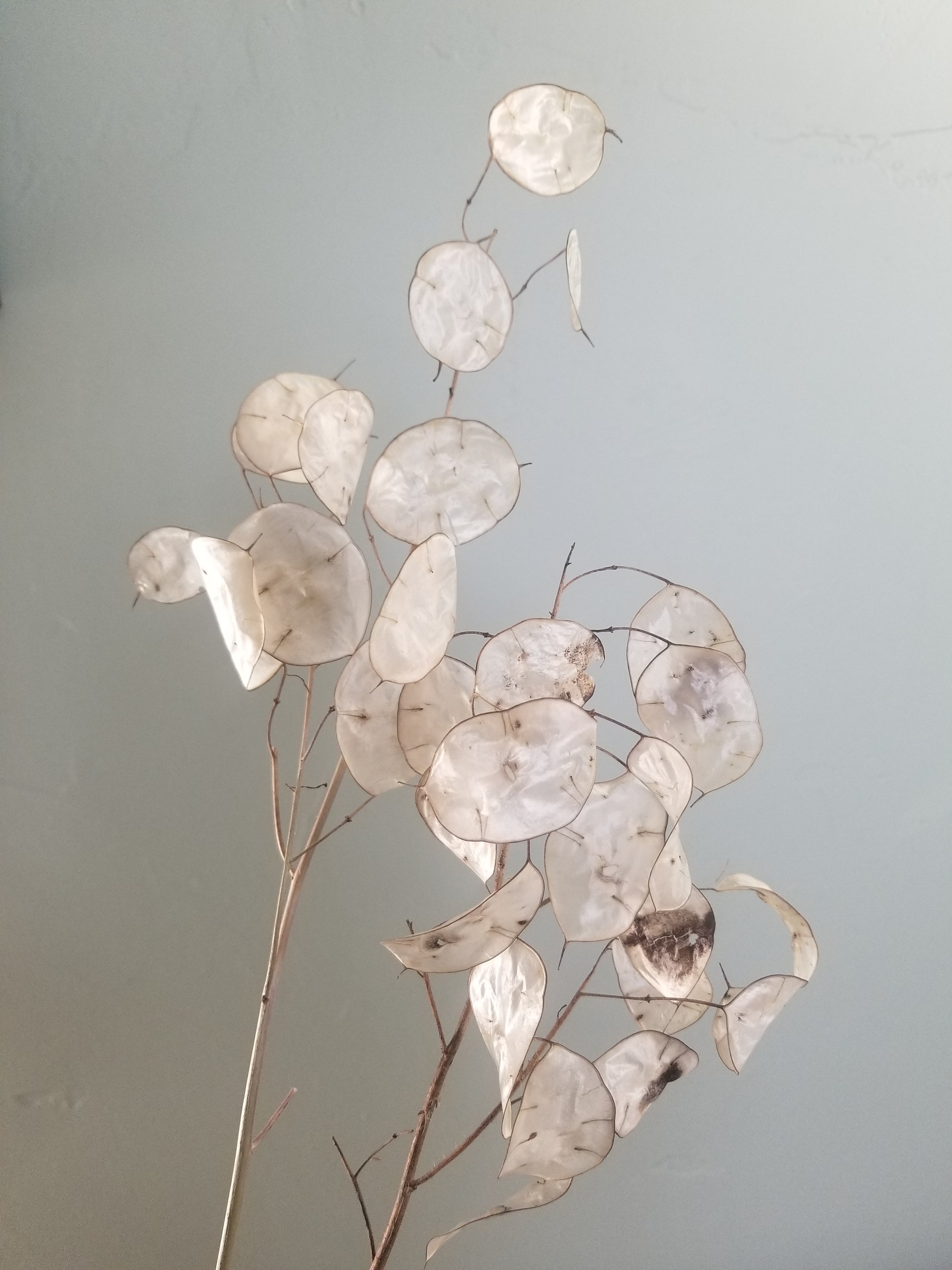 ポップンフラワーズ 村上隆 ポップンフラワーズ 直筆サイン入りエディションプリント