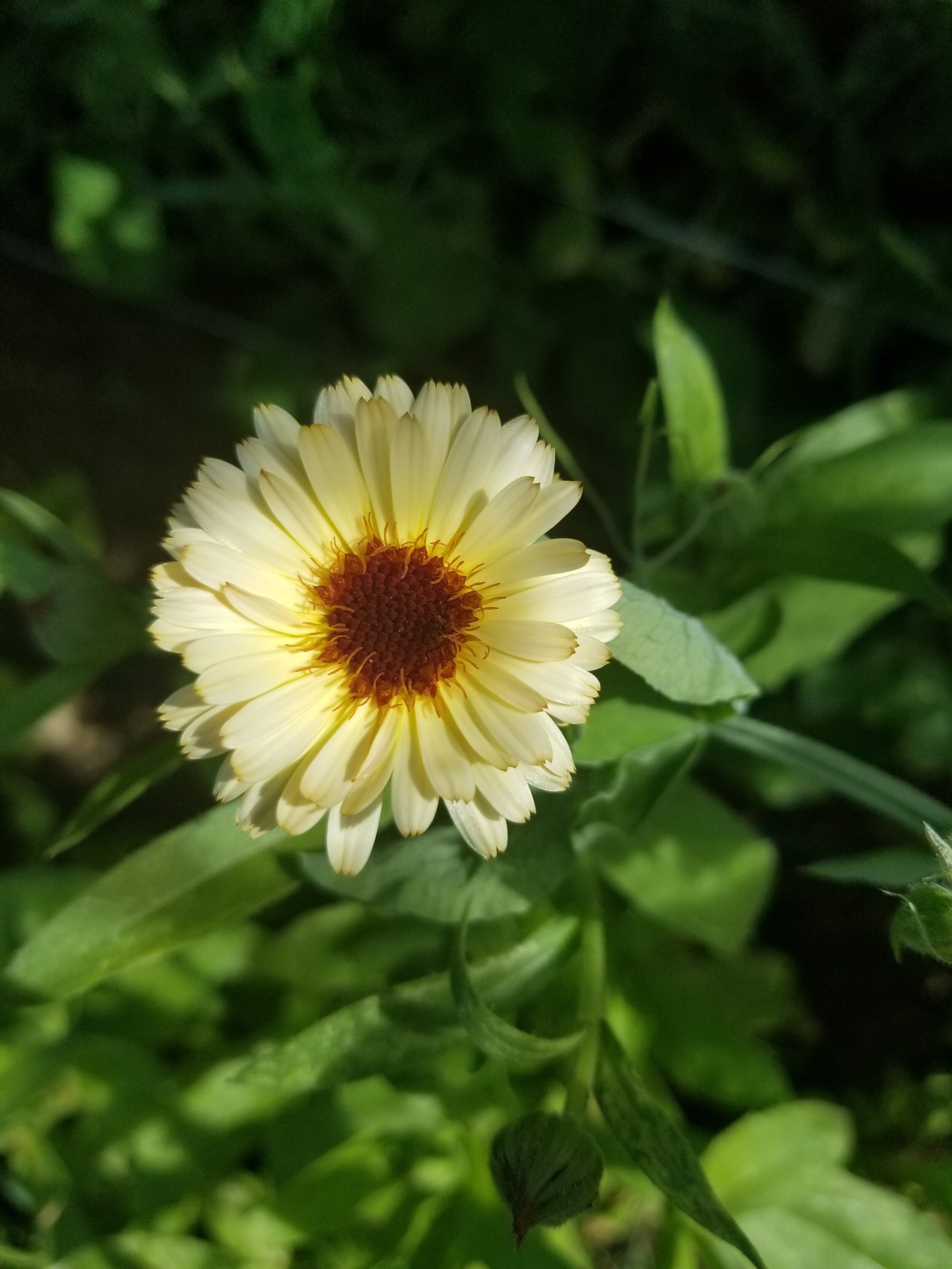 Calendula, 'Bronze Beauty' & 'Pink Surprise' Mix | Rowdy Poppy