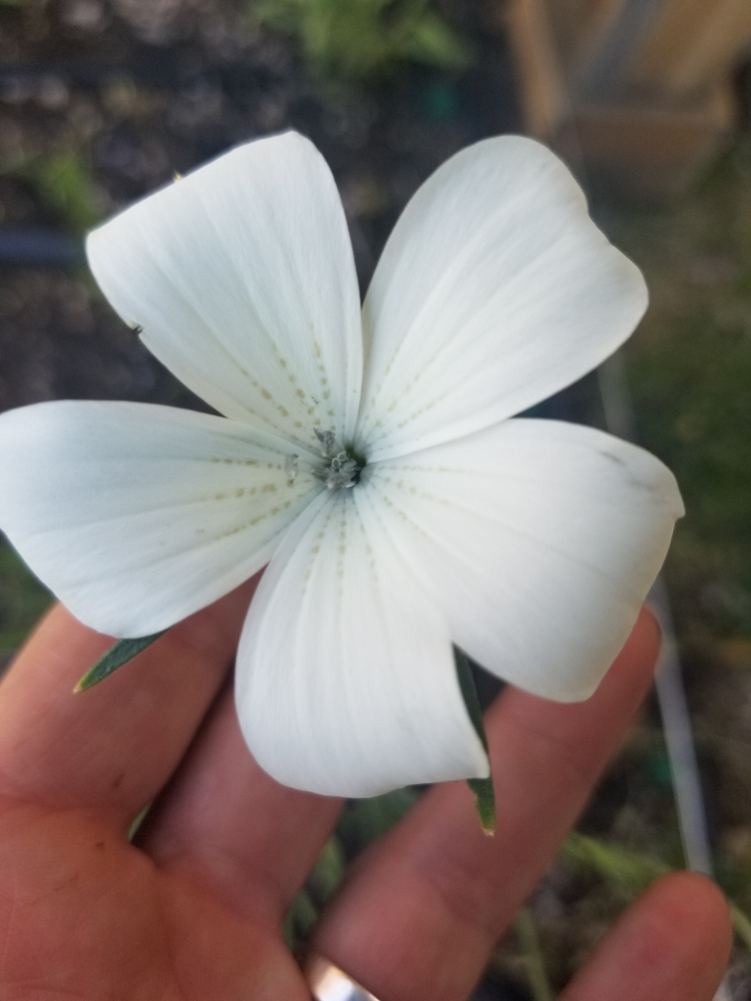Agrostemma (aka, Corn Cockle) 'Ocean Pearls' Seeds | Rowdy Poppy