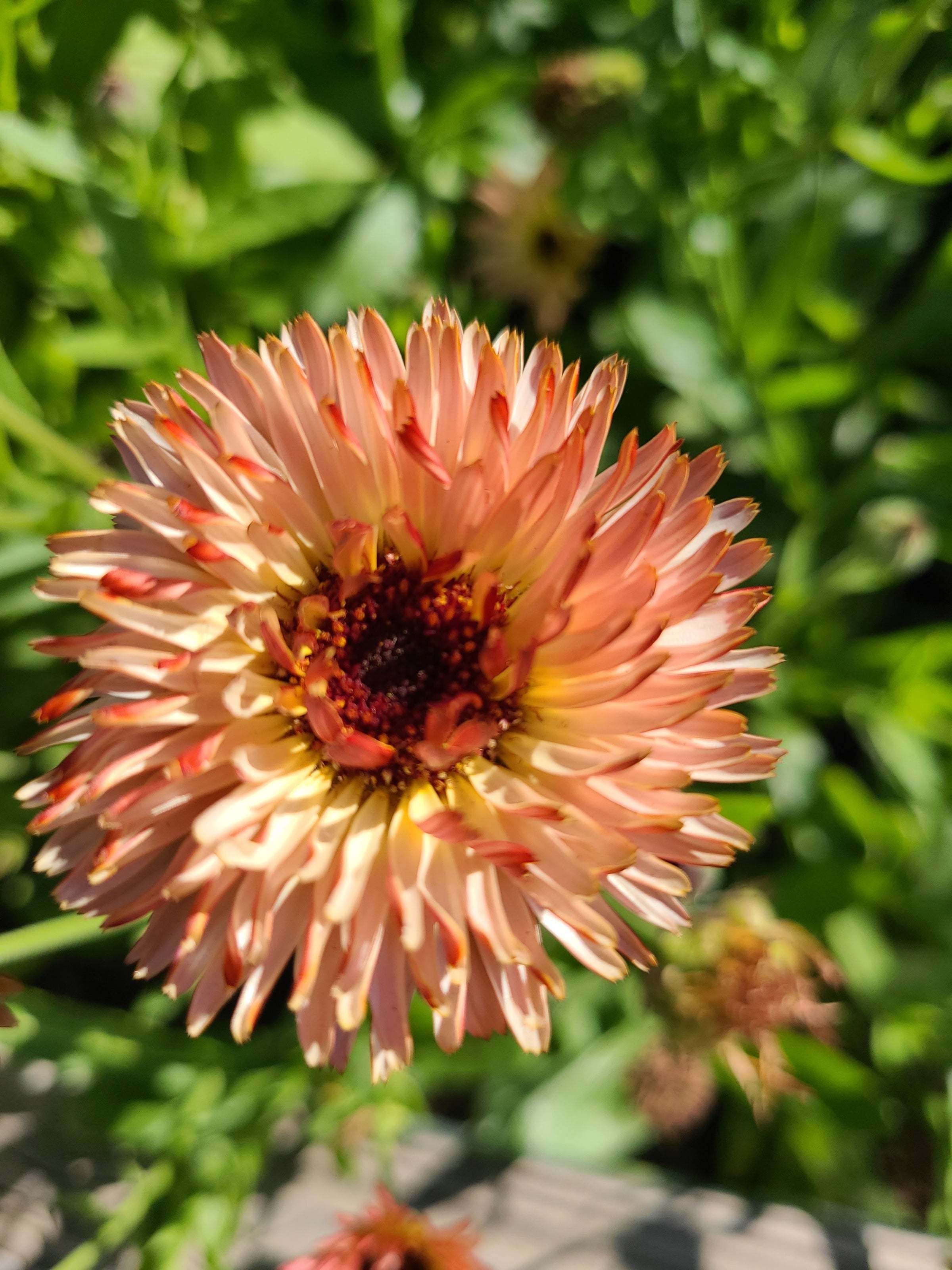 Calendula, 'Bronze Beauty' & 'Pink Surprise' Mix | Rowdy Poppy